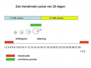 Menstruatiecyclus